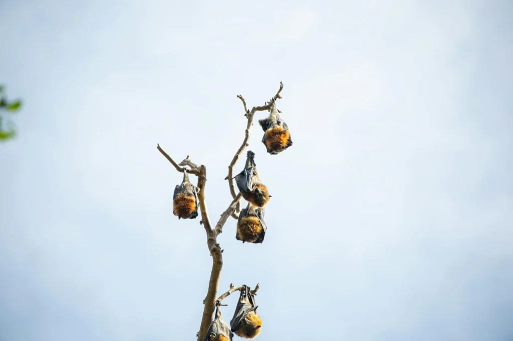 Nipah Virüsü Nedir?