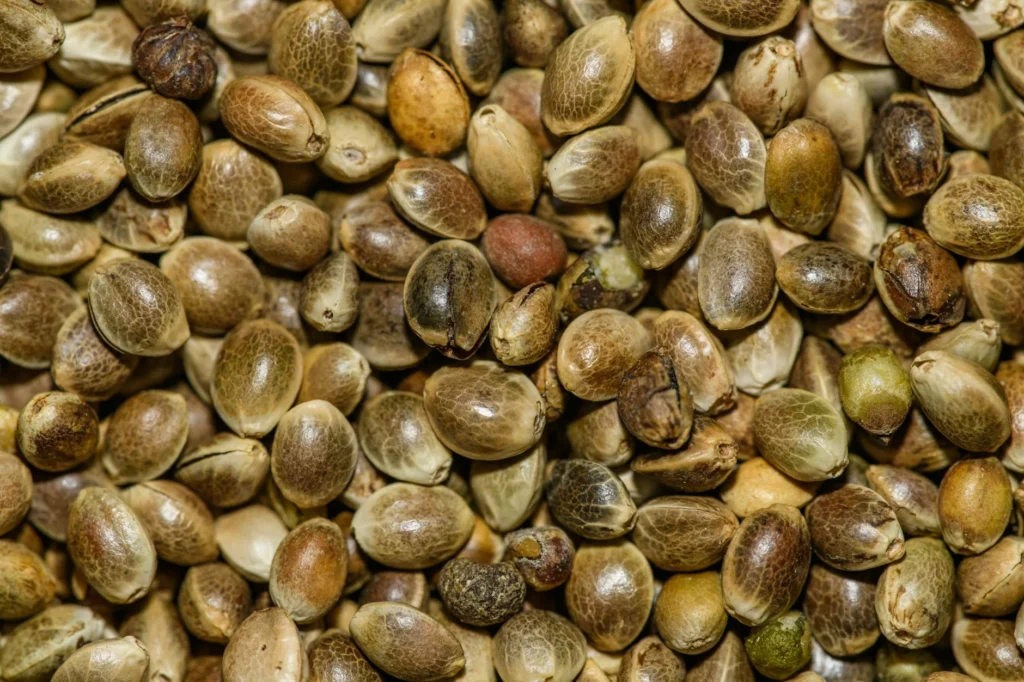 Çedene Nedir?