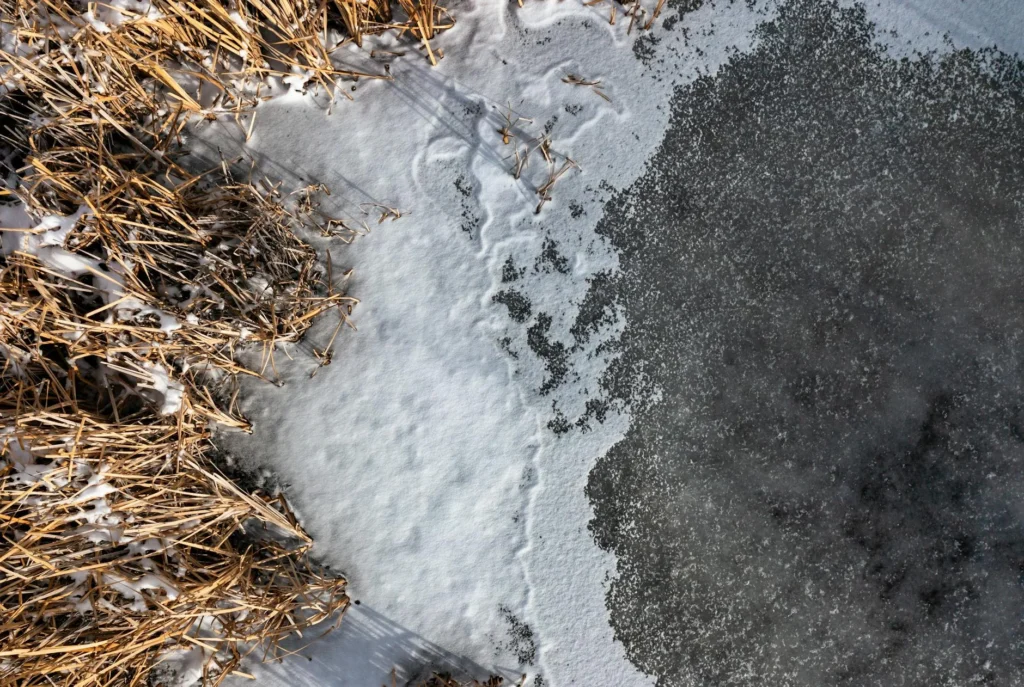 AZOLLA Nedir?