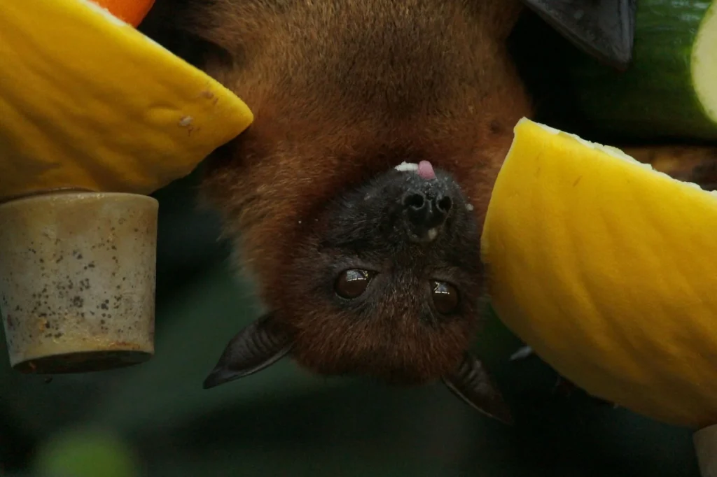 Nipah Virüsü Nedir?