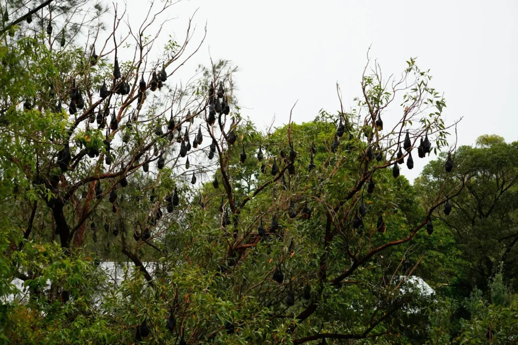 Nipah Virüsü Nedir?