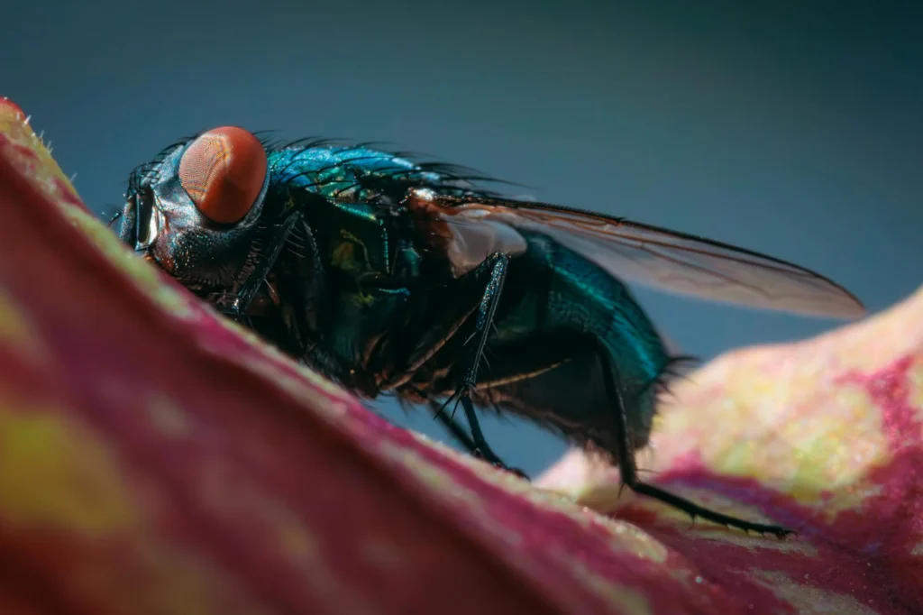 Entomoloji Nedir?