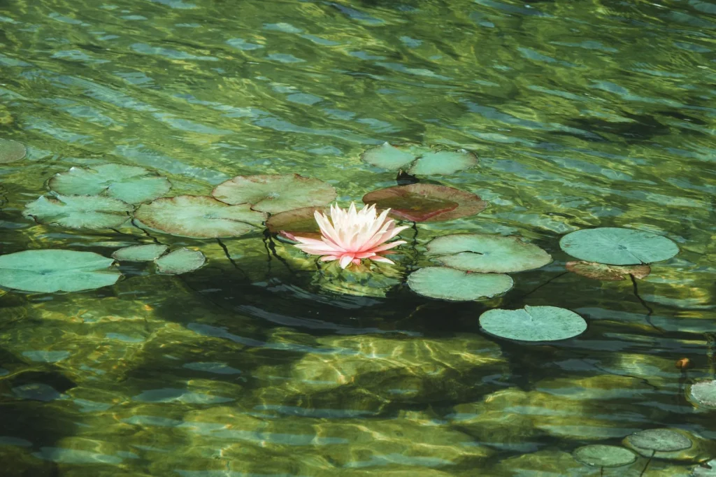 AZOLLA Nedir?