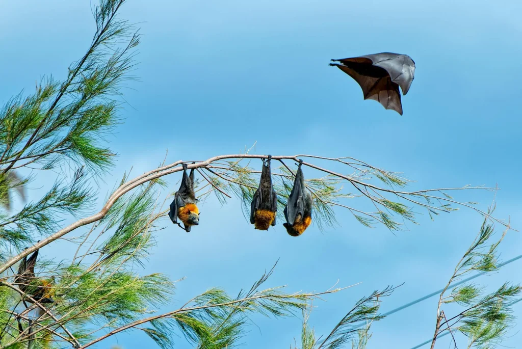 Nipah Virüsü Nedir?