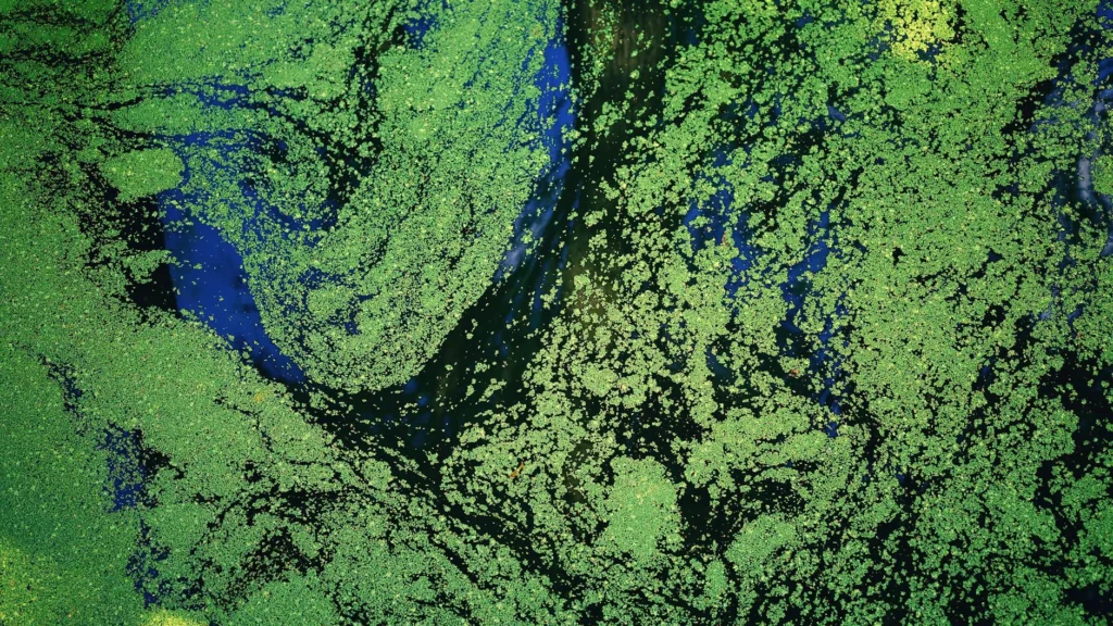 AZOLLA Nedir?