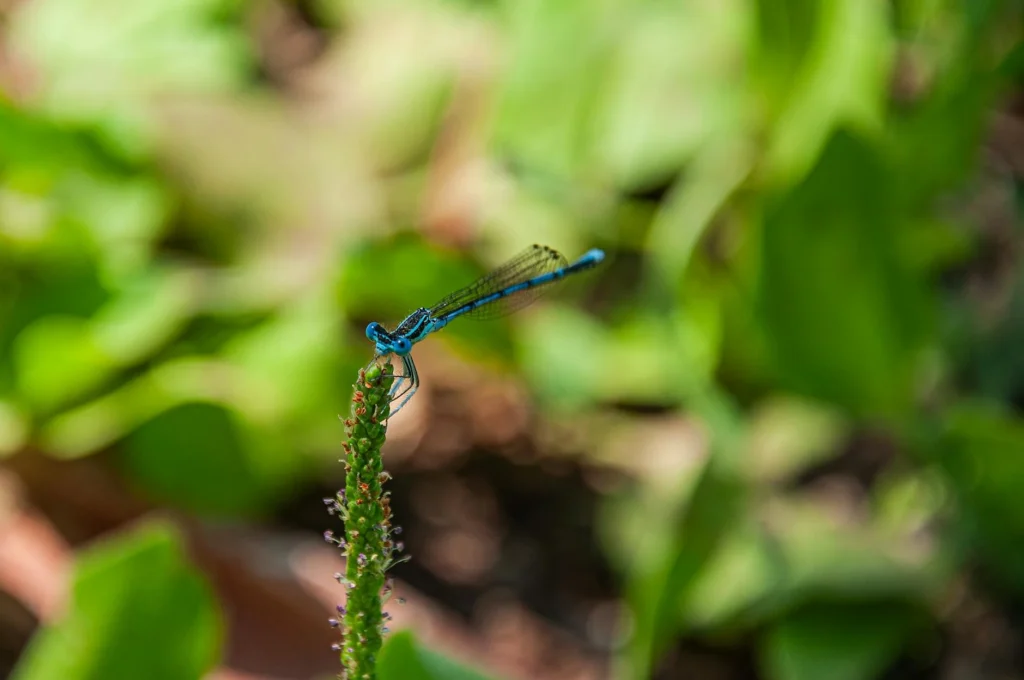 Entomoloji Nedir?