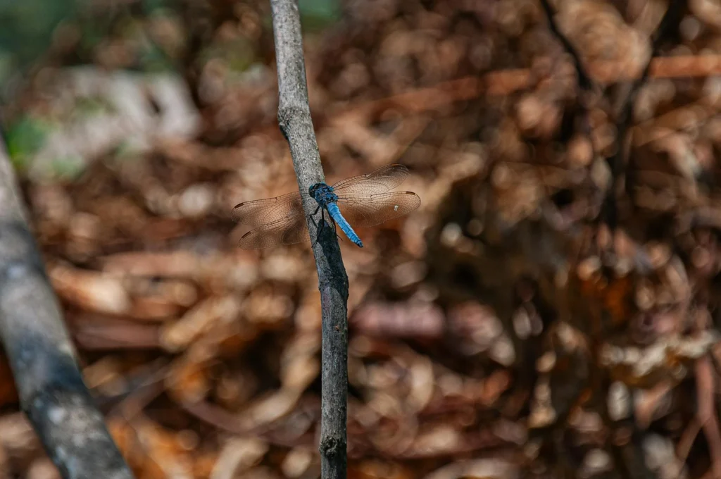 Entomoloji Nedir?