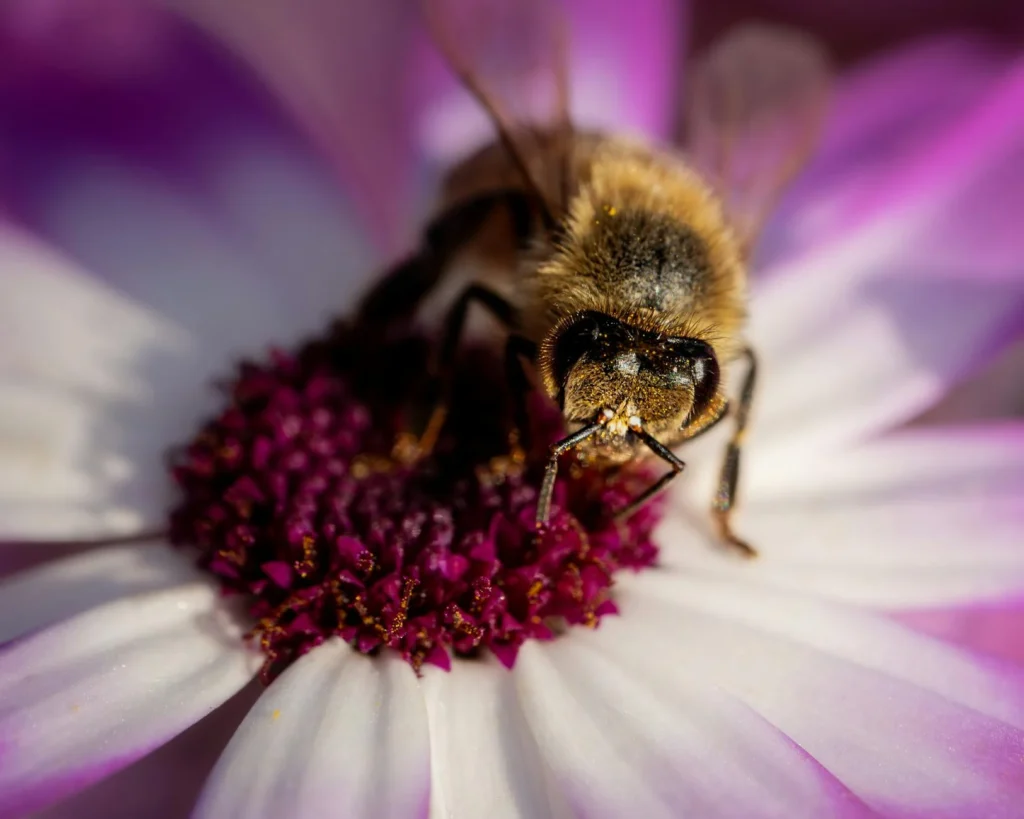 Entomoloji Nedir?