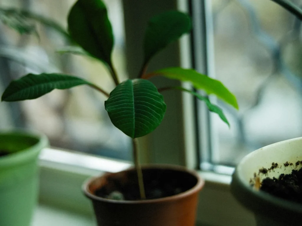 Ayahuasca Çayı Nedir?