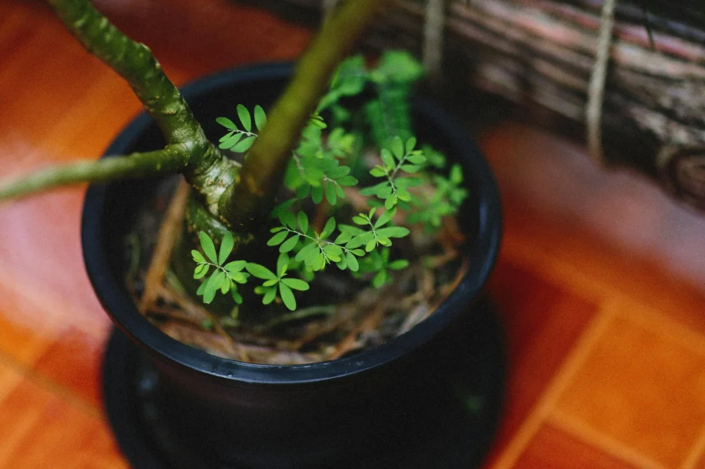 Ayahuasca Çayı Nedir?