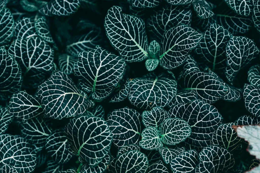 Ayahuasca Çayı Nedir?