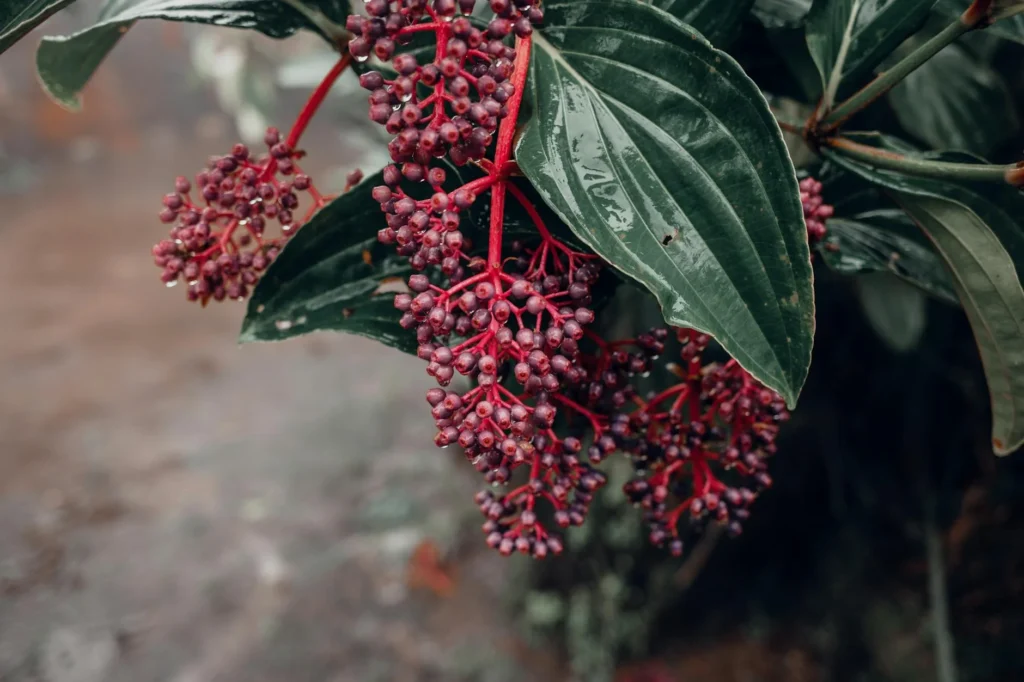 Ayahuasca Çayı Nedir?