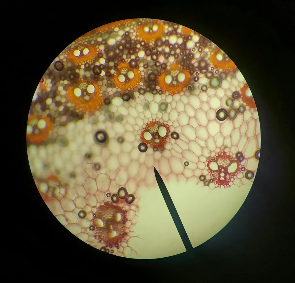 Petrografi Nedir?