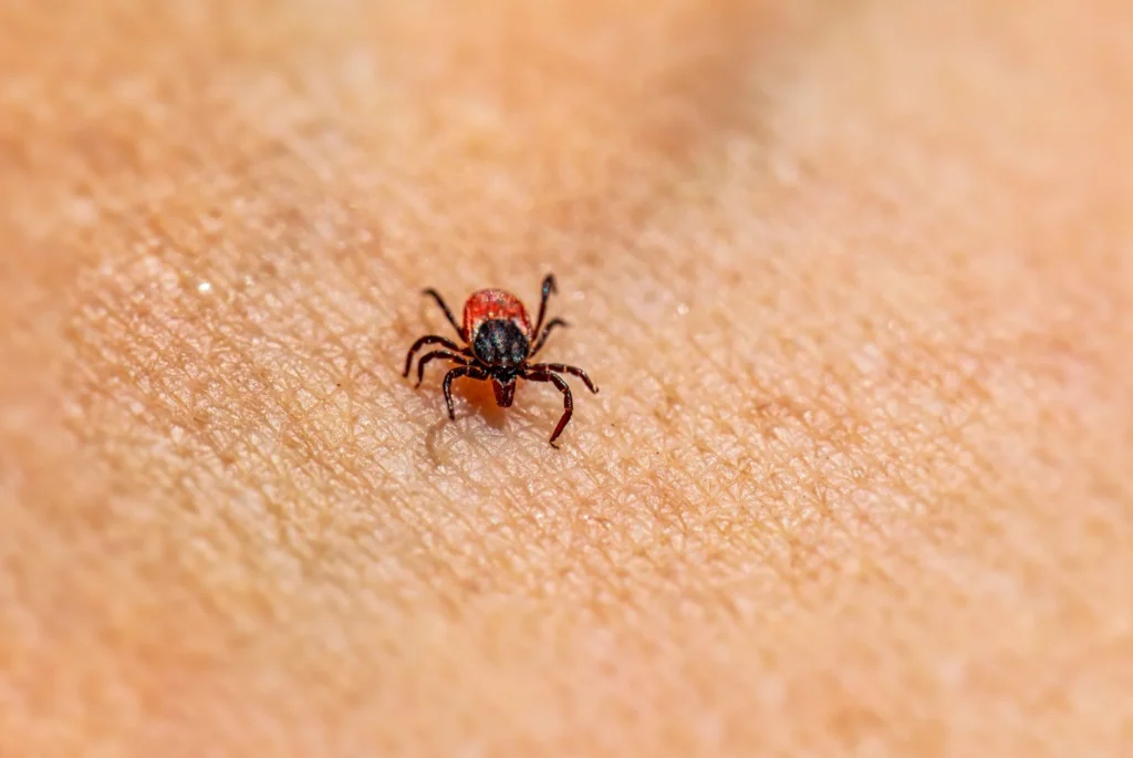 Lyme Hastalığı Nedir?