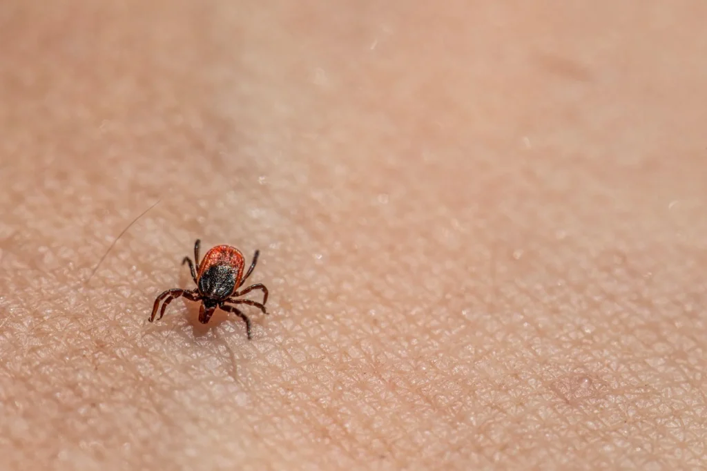 Lyme Hastalığı Nedir?