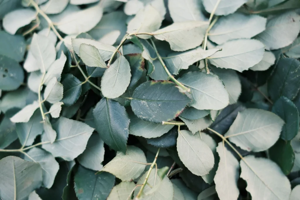KHAT Nedir?