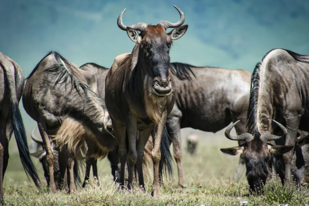 Safari Kelimesinin Arapça Kökeni ve Anlamı Nedir?