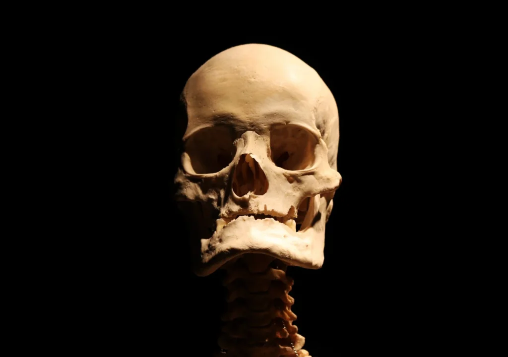 Pense Kemiği" Olarak Bilinen Alt Çene Kemiği (Mandibula) Nedir?