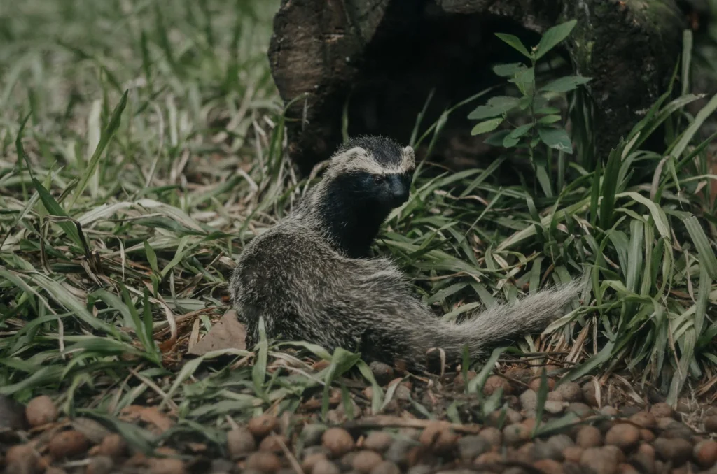 SKUNK Nedir?