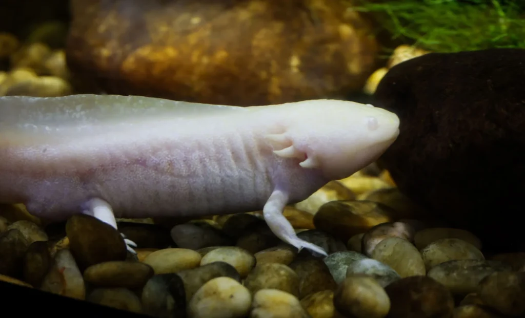 Aksolotl Nedir?