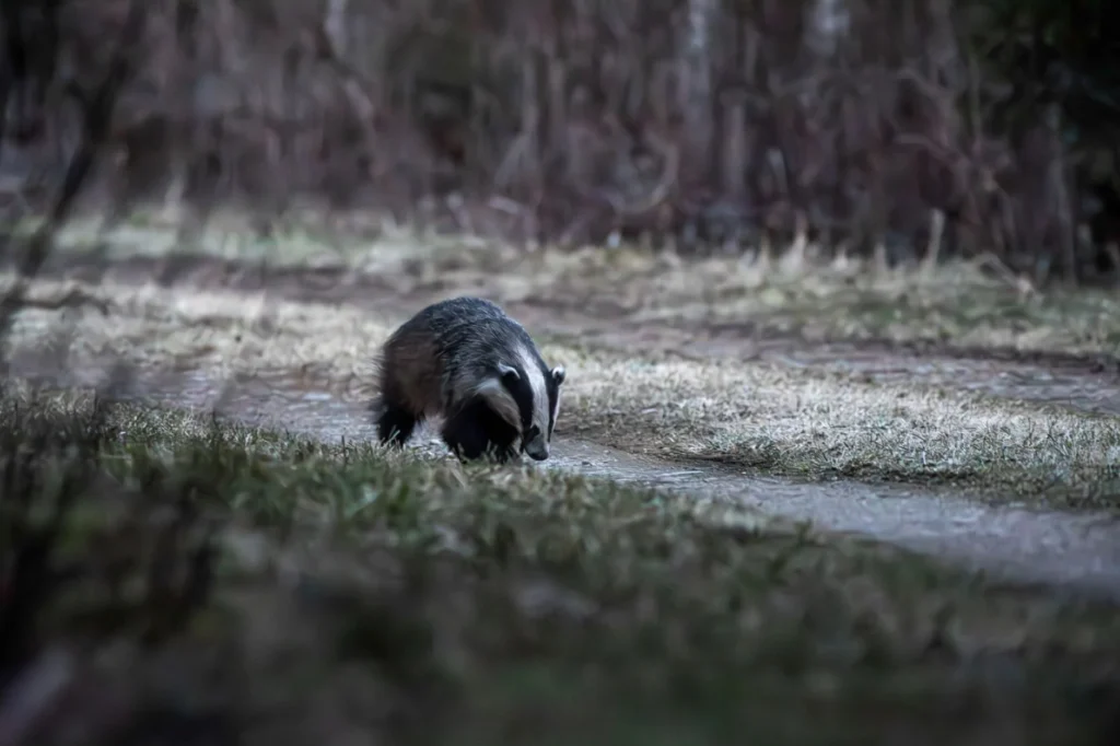 SKUNK Nedir?
