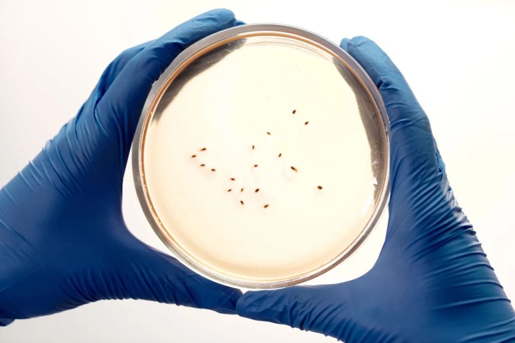 Listeria Nedir?