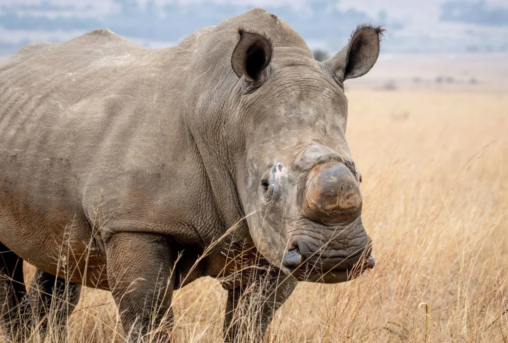 Safari Kelimesinin Arapça Kökeni ve Anlamı Nedir?