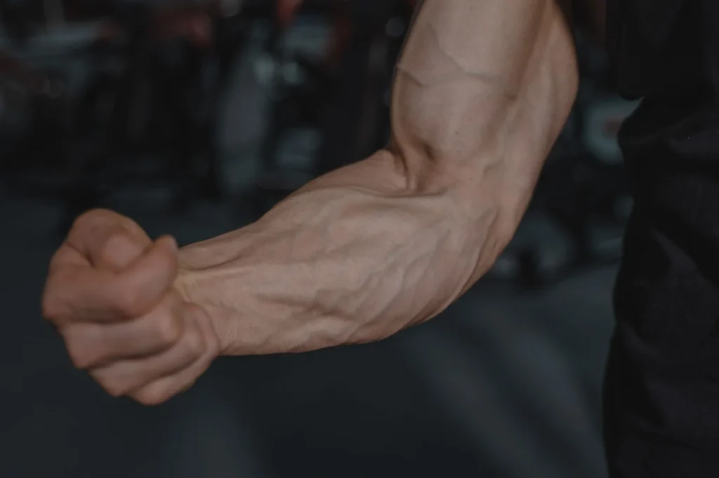 Biceps Kası Nedir?